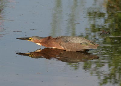 Green Heron