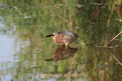 Green Heron