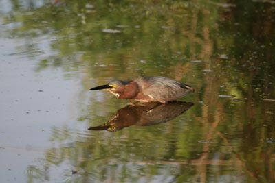 Green Heron