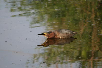 Green Heron