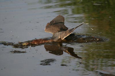 Green Heron