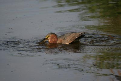 Green Heron