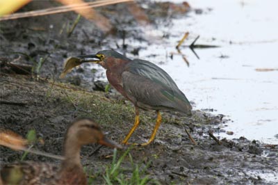 Green Heron