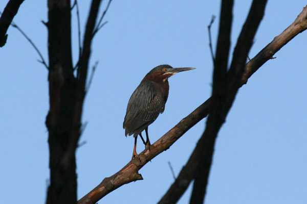 Green Heron