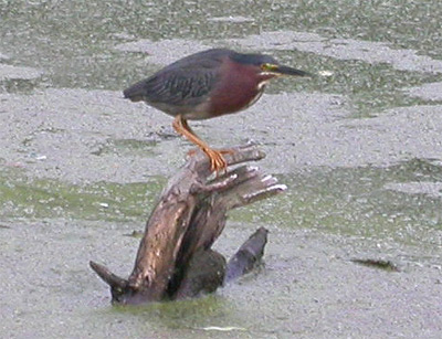 Green Heron