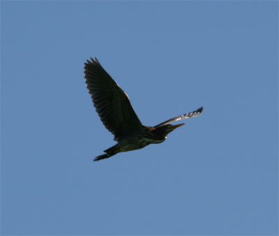 Green Heron