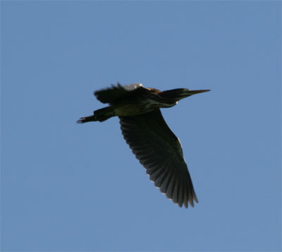 Green Heron