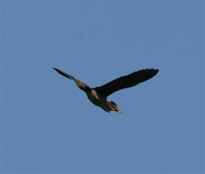 Green Heron