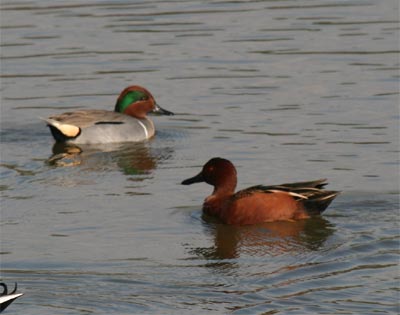 Green Winged and Cinnamon Teal