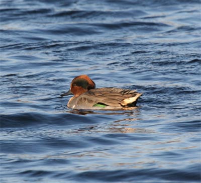 Green-winged Teal