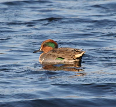 Green-winged Teal