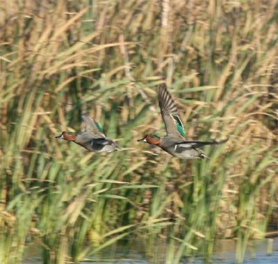 Green-winged Teal