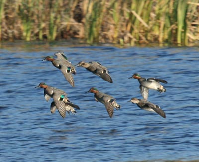 Green-winged Teal