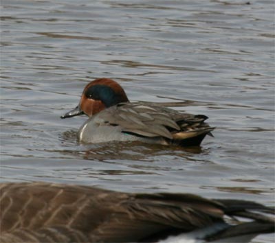 Green-winged Teal