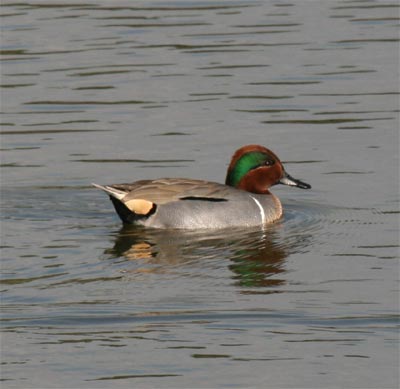 Green-winged Teal