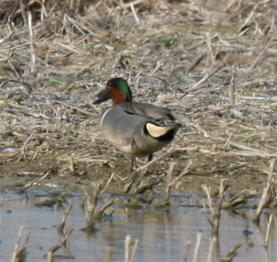 Green-winged Teal