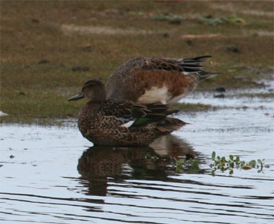 Green-winged Teal