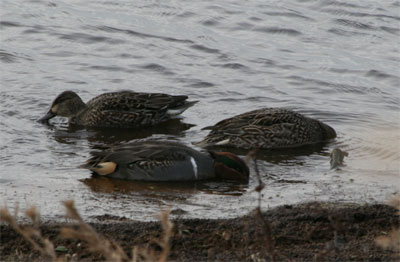 Green-winged Teal