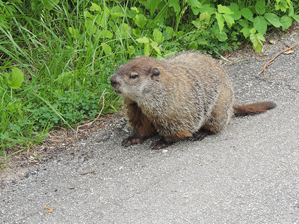 Groundhog