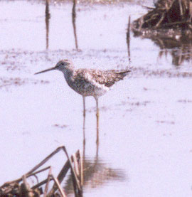 Greater Yellowlegs