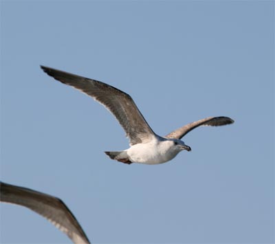 Herring Gull