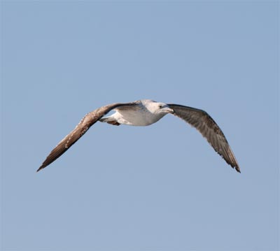 Herring Gull