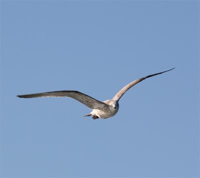 Herring Gull