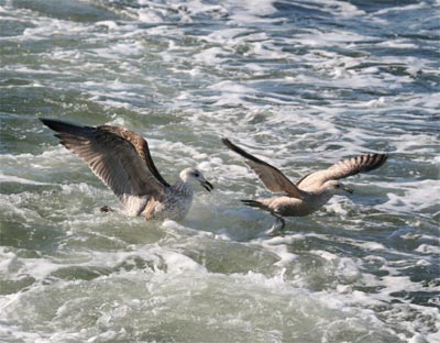 Herring Gull