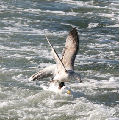 Herring Gull