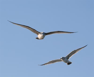 Herring Gull