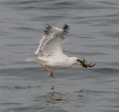 Herring Gull and Crab