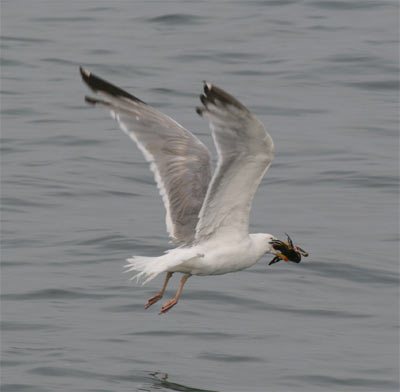 Herring Gull and Crab