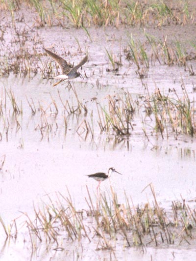 Greater Yellowlegs