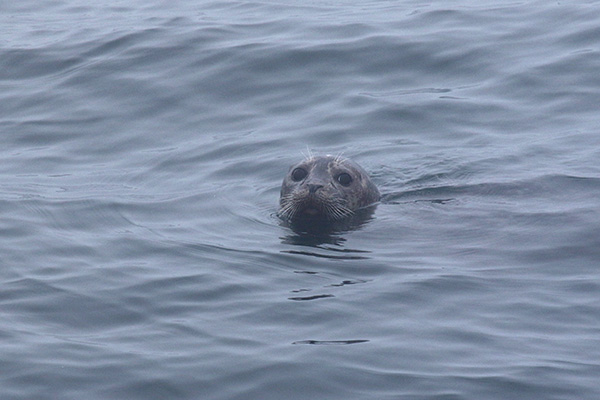 Harbor Seal