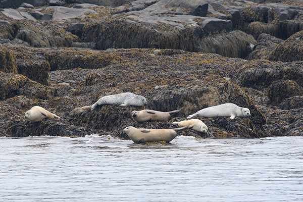 Harbor Seals