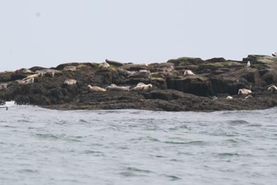 harborseals8