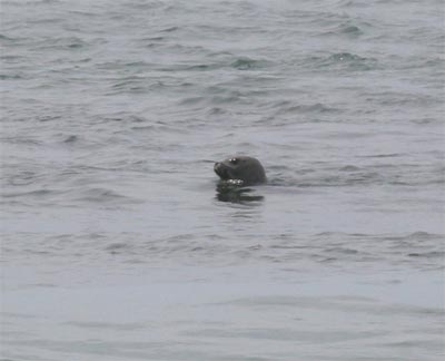 harborseals8