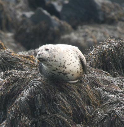 harborseals8