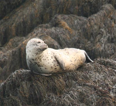 harborseals8