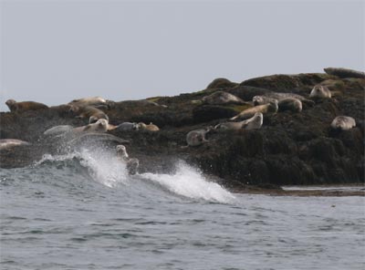 harborseals8