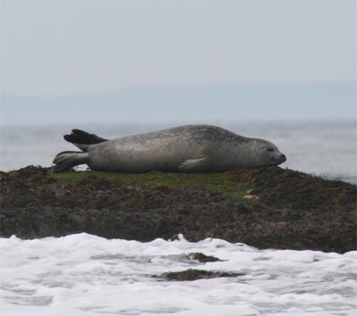 harborseals8