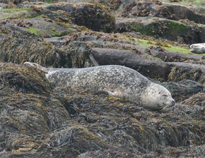 harborseals8