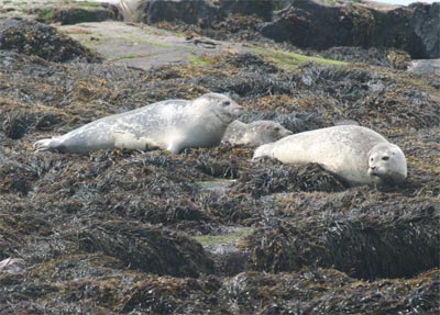 harborseals8