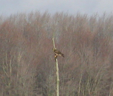 Northern Harrier in tree