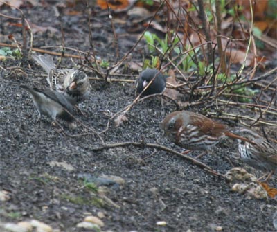 Harris and Fox Sparrows