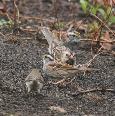 Fox and White Throated Sparrows