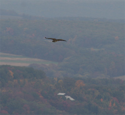Hawk Mountain Osprey
