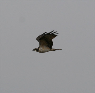 Hawk Mountain Osprey