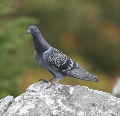 Rock Dove