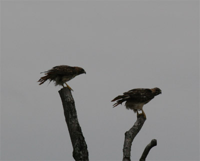 Red Tailed Hawks